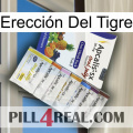 Erección Del Tigre 11